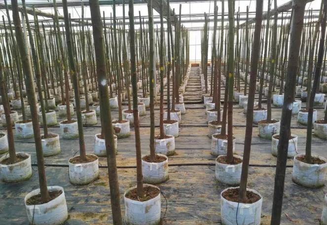 20210417/496754a174d2920014eef5cbaf261bcf.jpg 20210417/496754a174d2920014eef5cbaf261bcf.jpg